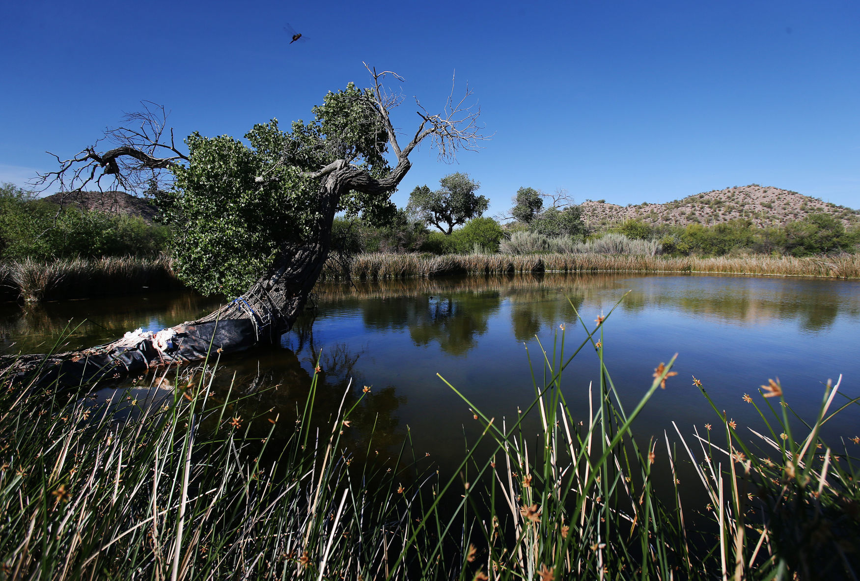 Quitobaquito Springs, 2012